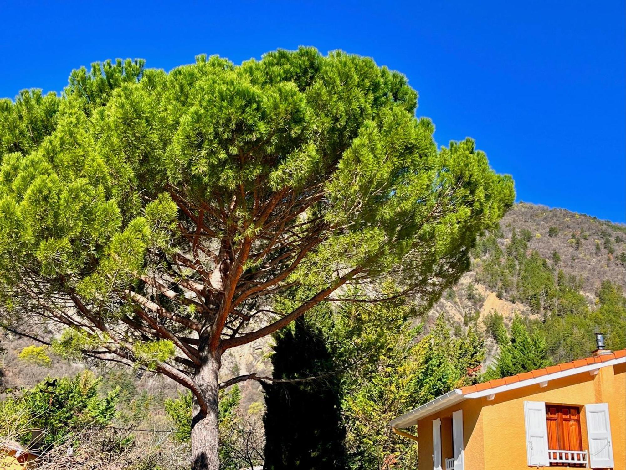 Chambres D'Hotes - Le Pin Des Arches Digne-les-Bains Esterno foto